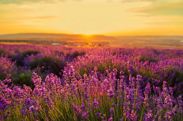 lavender-field-sunset-great-summer-landscape_129479-48